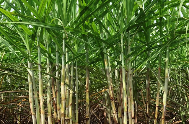 Cana-de-açúcar RB08791