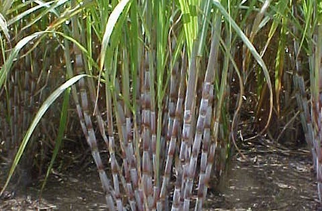 Cana-de-açúcar RB931530