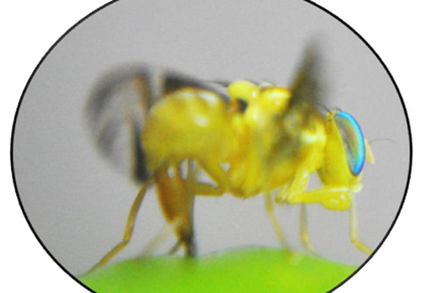 Formulações atraentes com atividade feromonal para fêmeas da mosca das frutas A. obliqua (Diptera: Tephritidae)